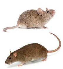 rats and mice