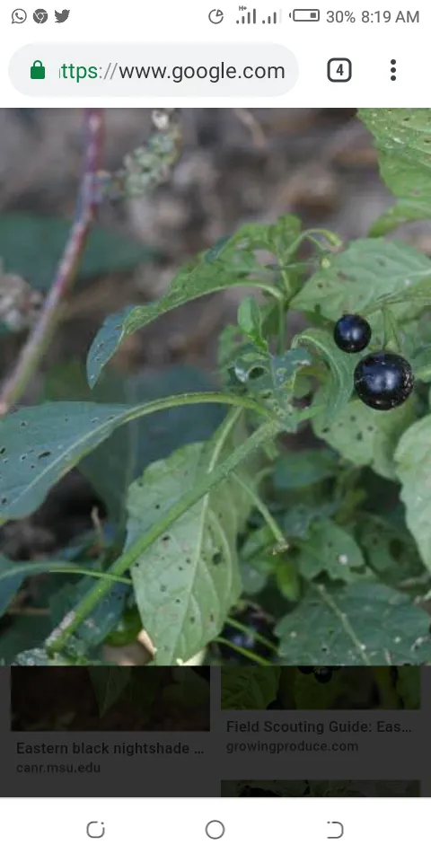 Knec: list of crazy items schools are demanding for to effectively administer grade four Knec assessment CBC tests